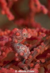 Hippocampus by Alberto D'este 